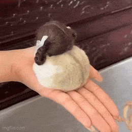 Daily Gifdump Daily Gifdump