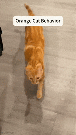 Daily Gifdump Daily Gifdump