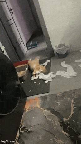 Daily Gifdump Daily Gifdump