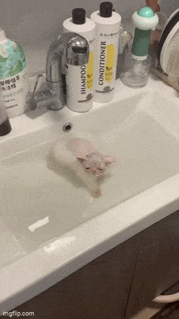 Daily Gifdump Daily Gifdump