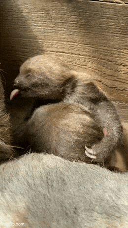 Daily Gifdump Daily Gifdump