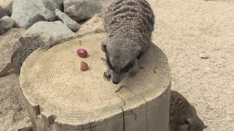 Daily Gifdump