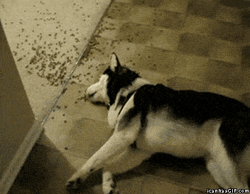 https://img.izismile.com/img/img15/20250606/gifs/daily_gifdump_5020_09.gif
