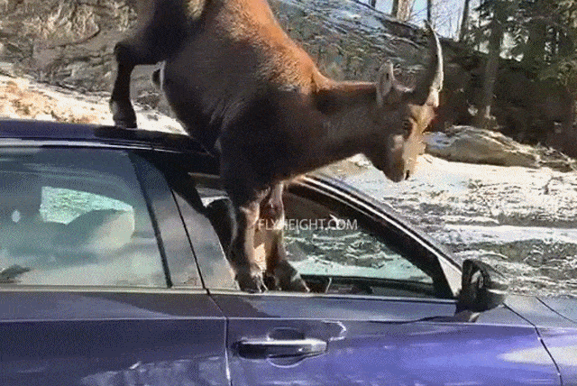 https://img.izismile.com/img/img15/20250606/gifs/daily_gifdump_5020_10.gif