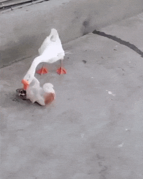Daily Gifdump