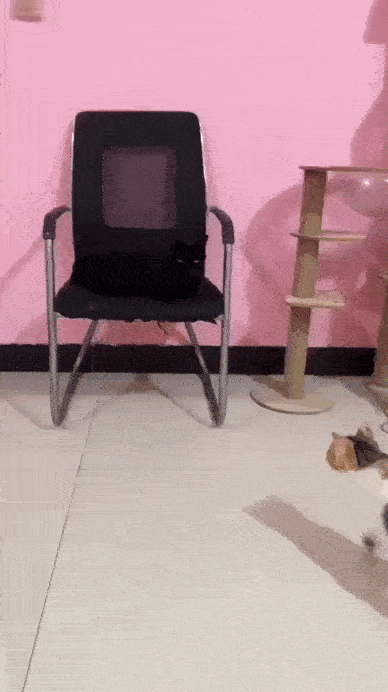 https://img.izismile.com/img/img15/20250606/gifs/daily_gifdump_5020_26.gif