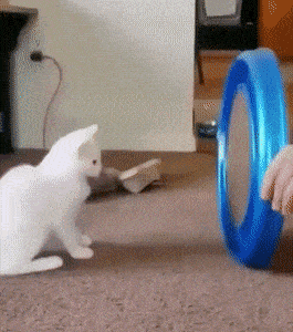 https://img.izismile.com/img/img15/20250606/gifs/daily_gifdump_5020_30.gif