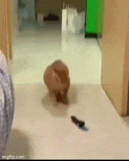 Daily Gifdump