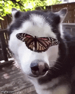 Daily Gifdump