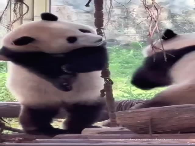 Panda World