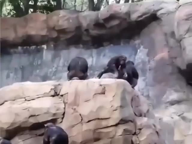 Chimpanzee Teaches Son Not To Throw Stones At Humans