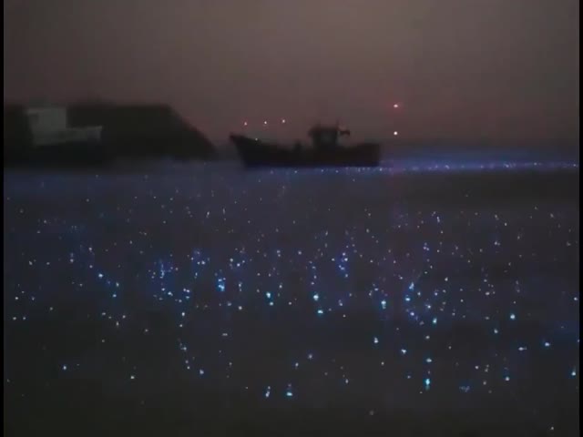 What Rain On A Bioluminescent Sea Looks Like