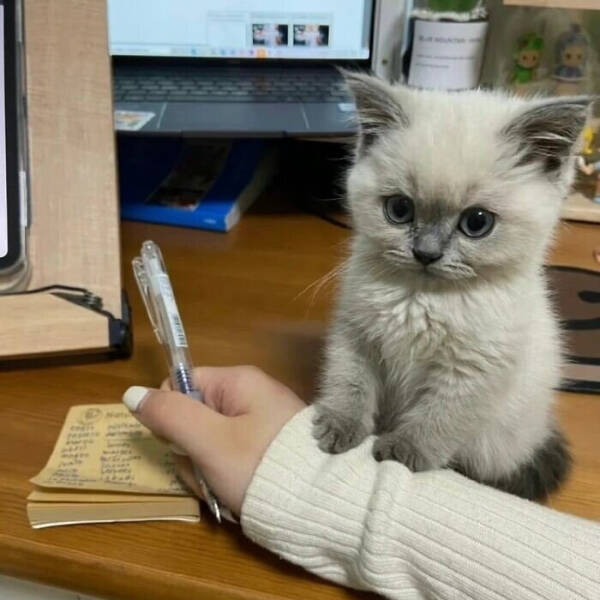 Feline Fine All The Time