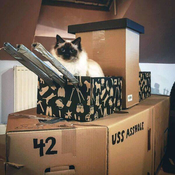 Feline Fine All The Time