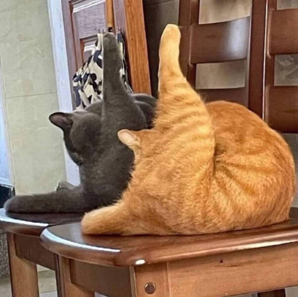 Feline Fine All The Time