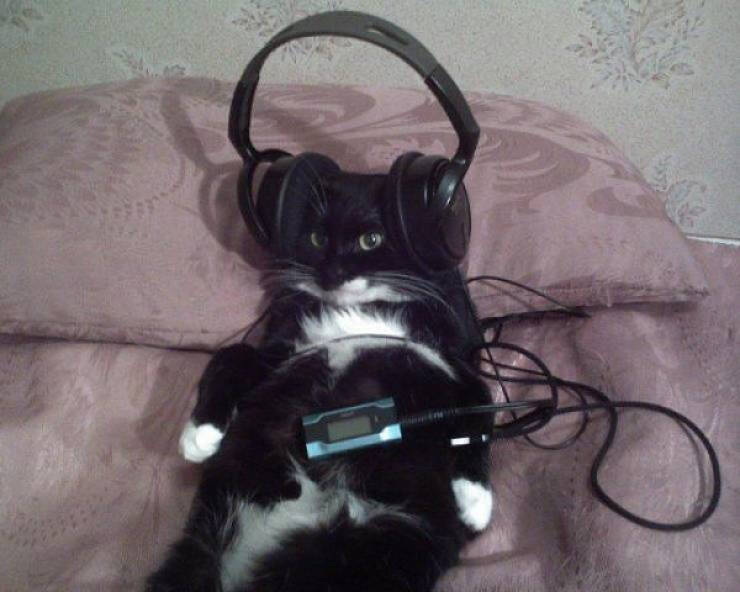 Feline Fine All The Time