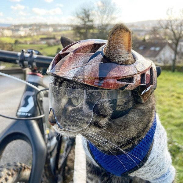 Feline Fine All The Time