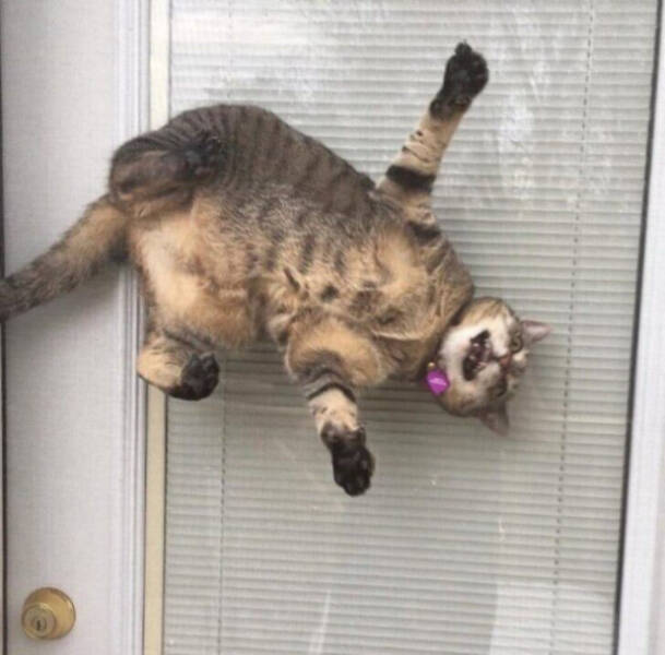 Feline Fine All The Time