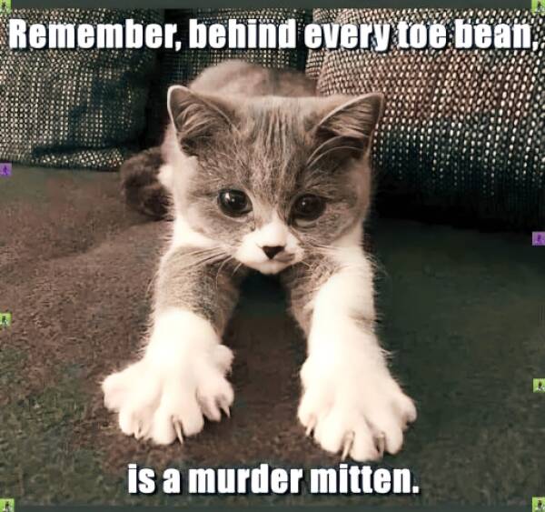 Feline Fine All The Time