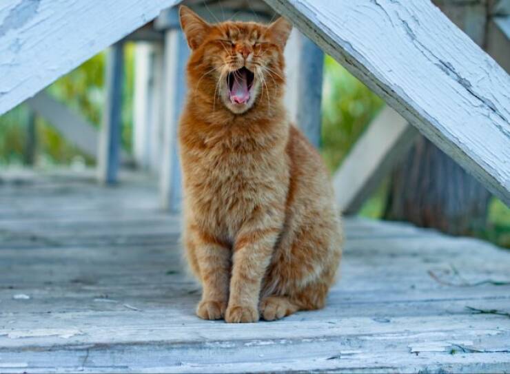 Feline Fine All The Time