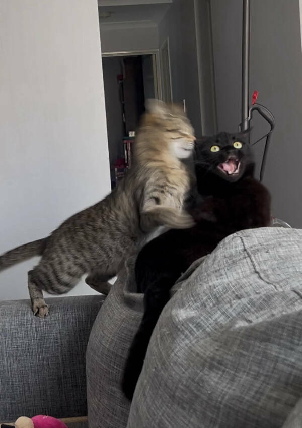 Feline Fine All The Time