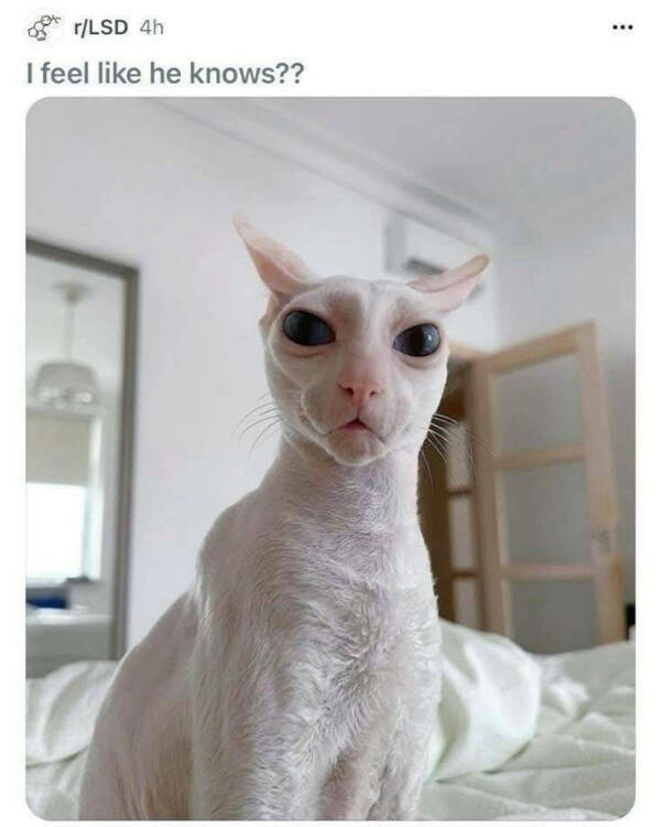 Feline Fine All The Time