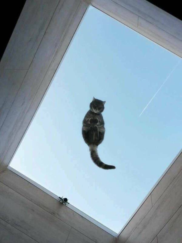 Feline Fine All The Time
