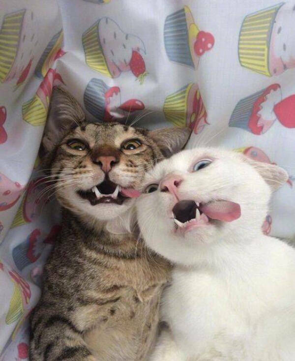 Feline Fine All The Time