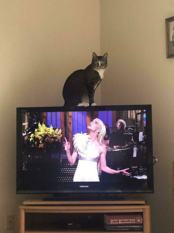 Feline Fine All The Time