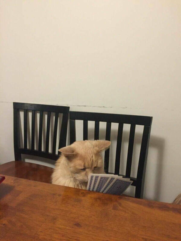Feline Fine All The Time