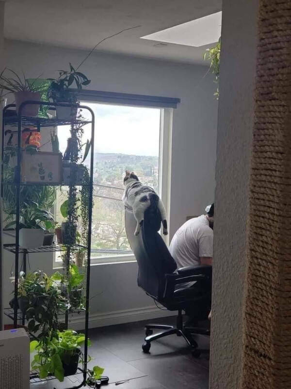 Feline Fine All The Time