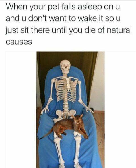Feline Fine All The Time