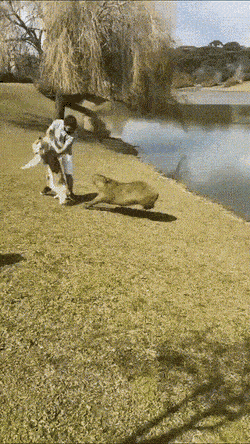 Daily Gifdump