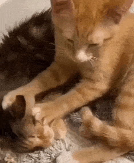 Daily Gifdump Daily Gifdump