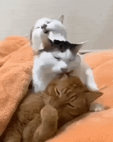 Daily Gifdump Daily Gifdump