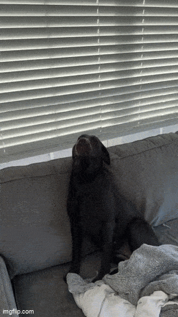 Daily Gifdump Daily Gifdump