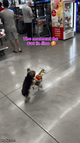 Daily Gifdump Daily Gifdump