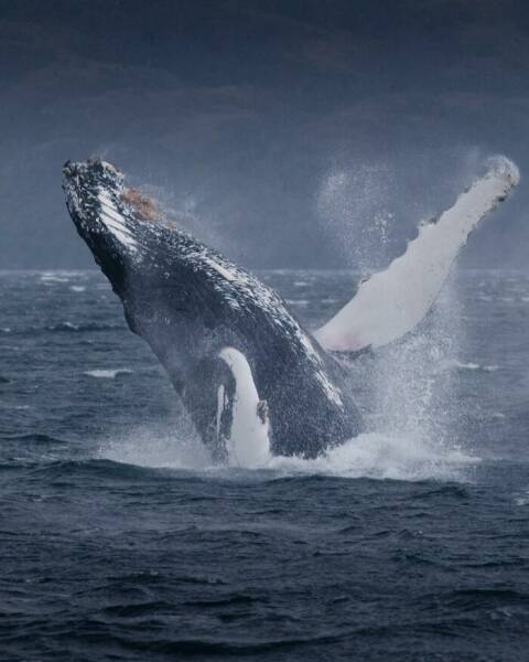 Stunning Wildlife Photography