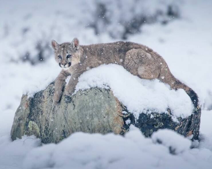 Stunning Wildlife Photography