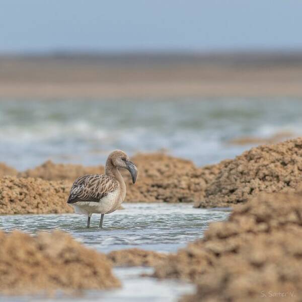 Stunning Wildlife Photography