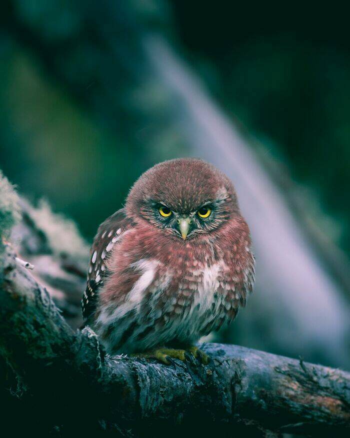 Stunning Wildlife Photography Stunning Wildlife Photography