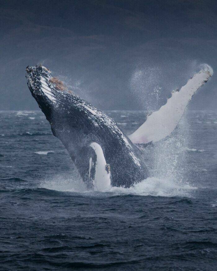 Stunning Wildlife Photography Stunning Wildlife Photography