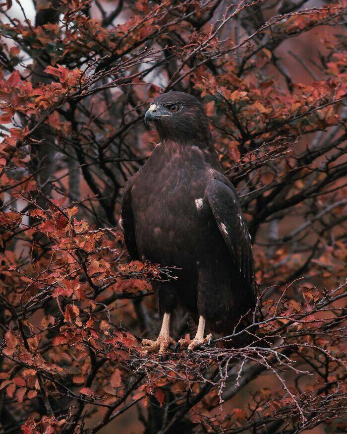 Stunning Wildlife Photography Stunning Wildlife Photography