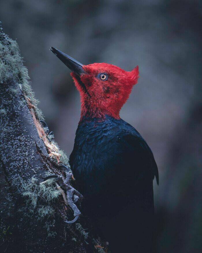 Stunning Wildlife Photography