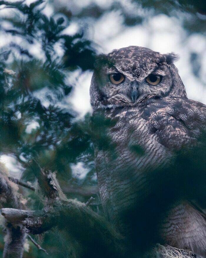 Stunning Wildlife Photography