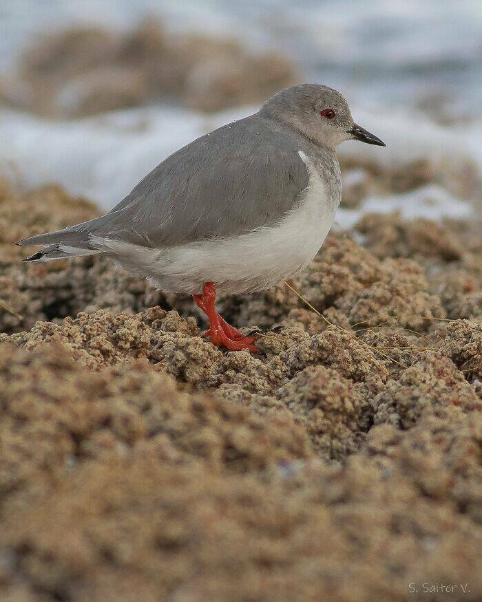 Stunning Wildlife Photography