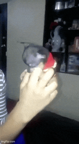 Daily Gifdump Daily Gifdump