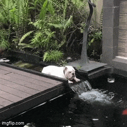 Daily Gifdump Daily Gifdump