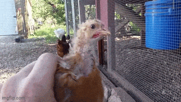 Daily Gifdump Daily Gifdump