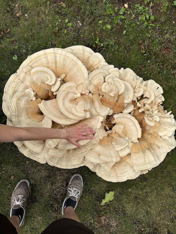 When Regular Just Isn’t Big Enough When Regular Just Isn’t Big Enough